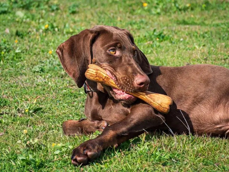 Bois d'olivier en forme d'os - Le Royaume de Lecki