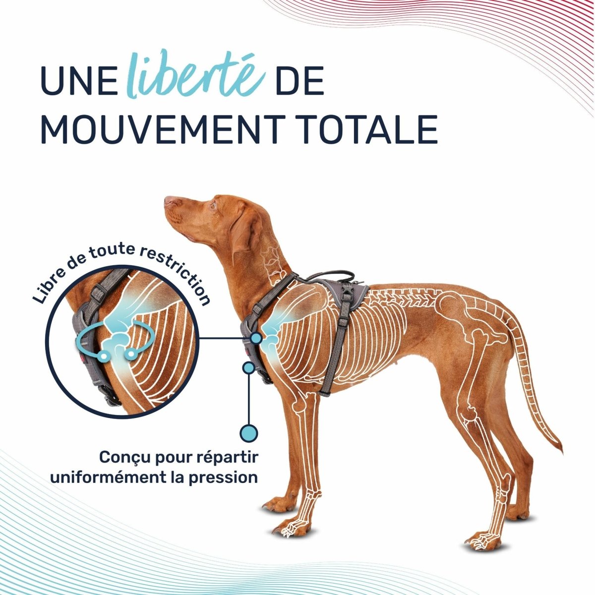 Harnais chien Anatomy Halti - Le Royaume de Lecki
