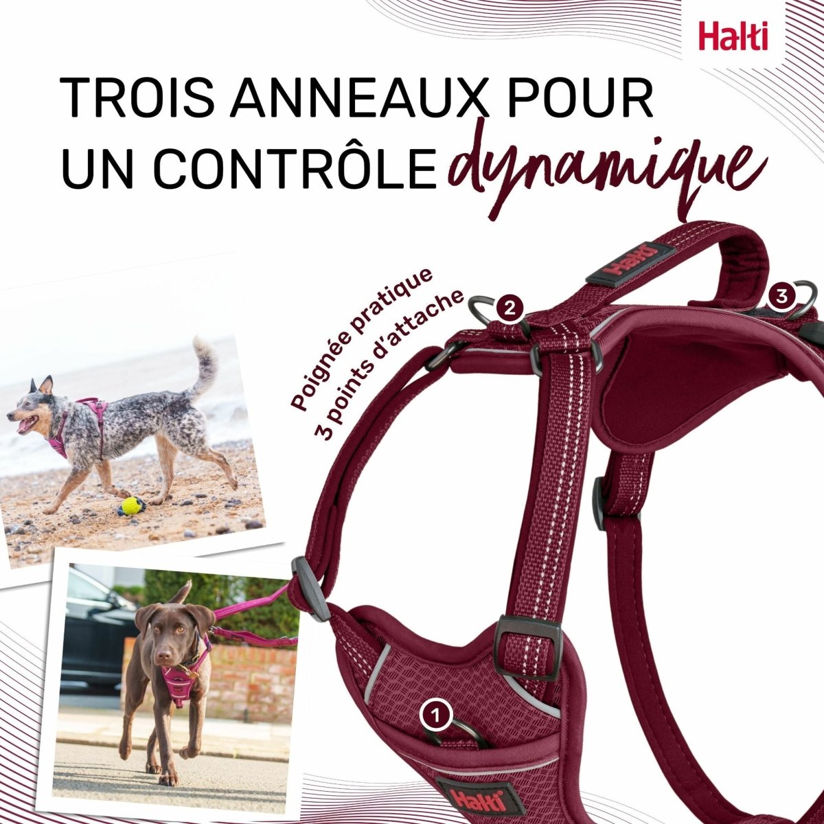 Harnais chien Anatomy Halti - Le Royaume de Lecki