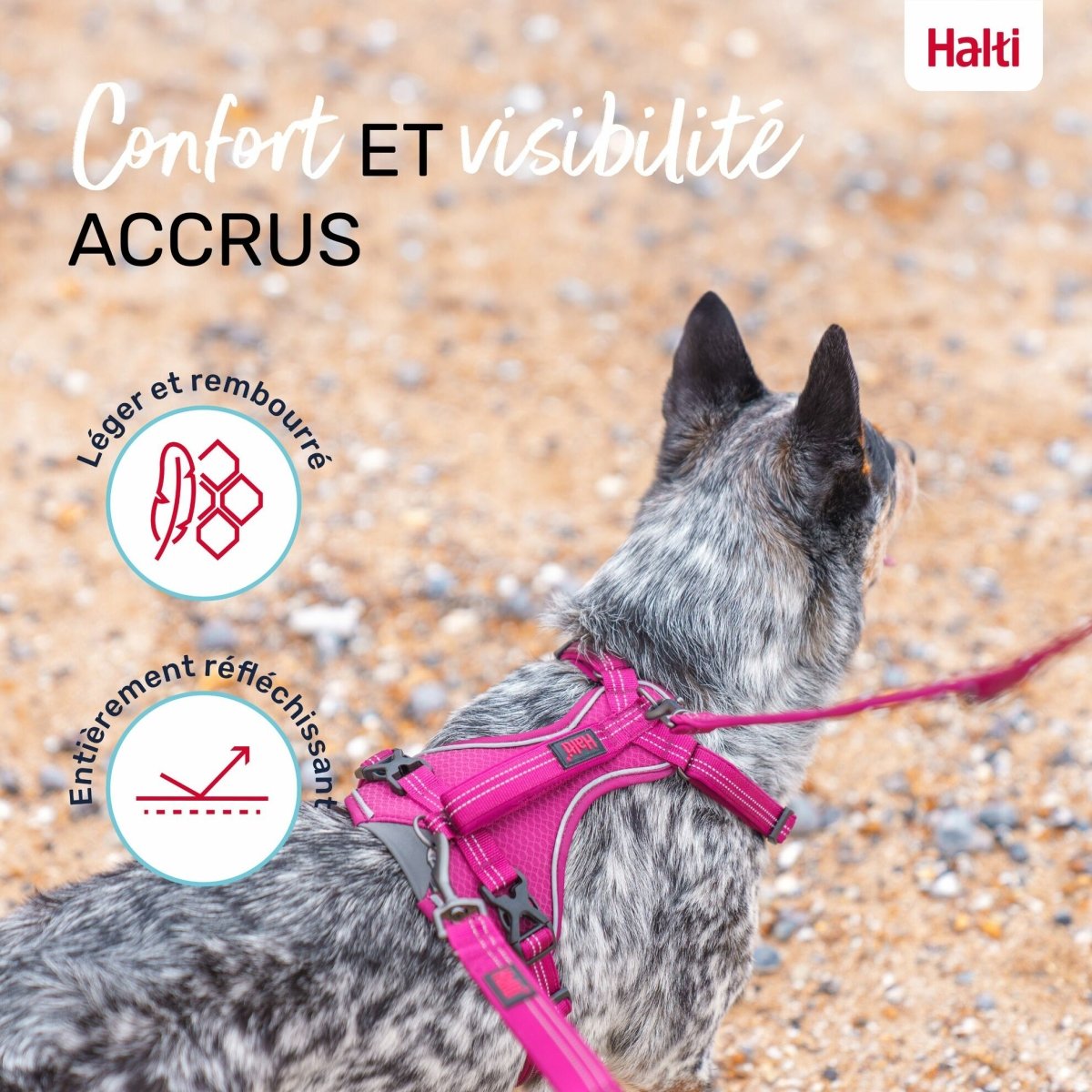 Harnais chien Anatomy Halti - Le Royaume de Lecki