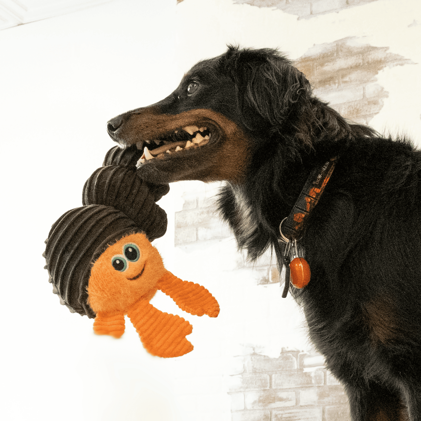KONG® CuteSeas Rufflez Hermit Crab - Le Royaume de Lecki