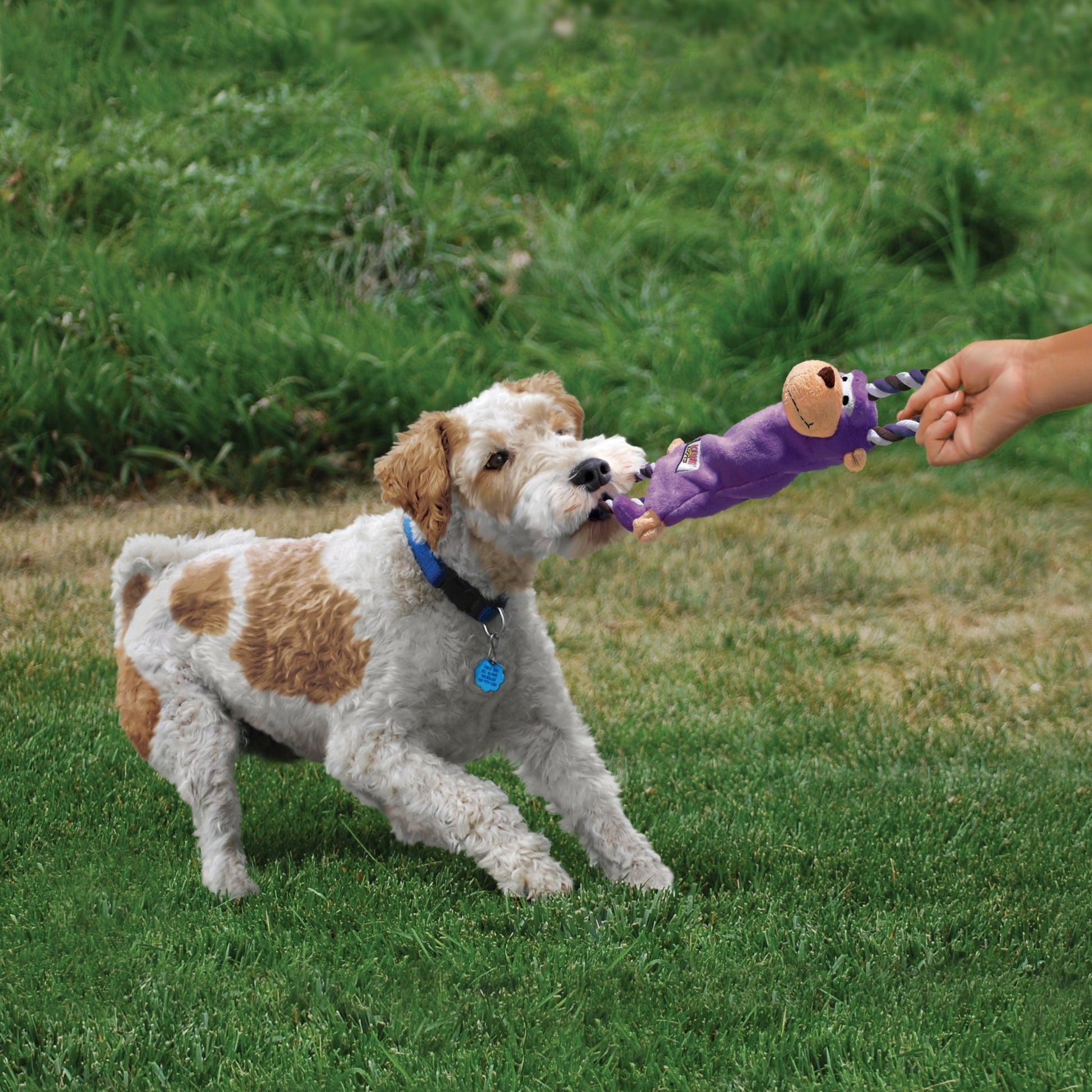 KONG® Knots Tugger Grenouille - Le Royaume de Lecki