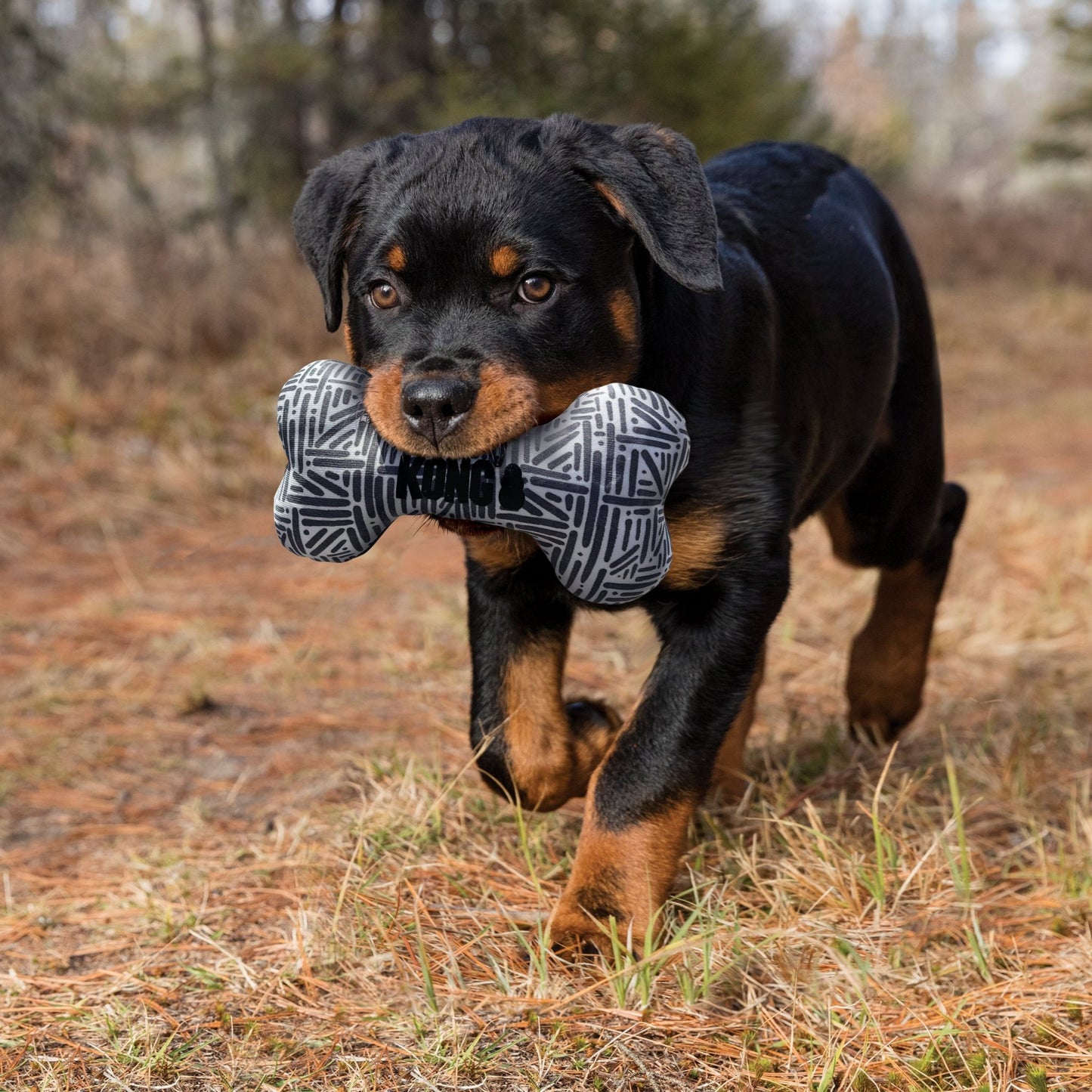 KONG® Maxx Bone - Le Royaume de Lecki