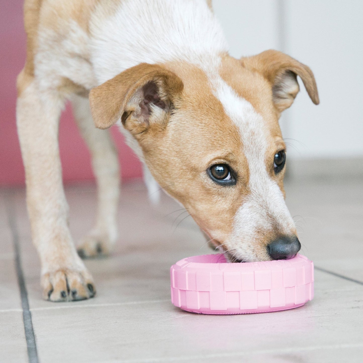 KONG® Puppy Tyres - Le Royaume de Lecki