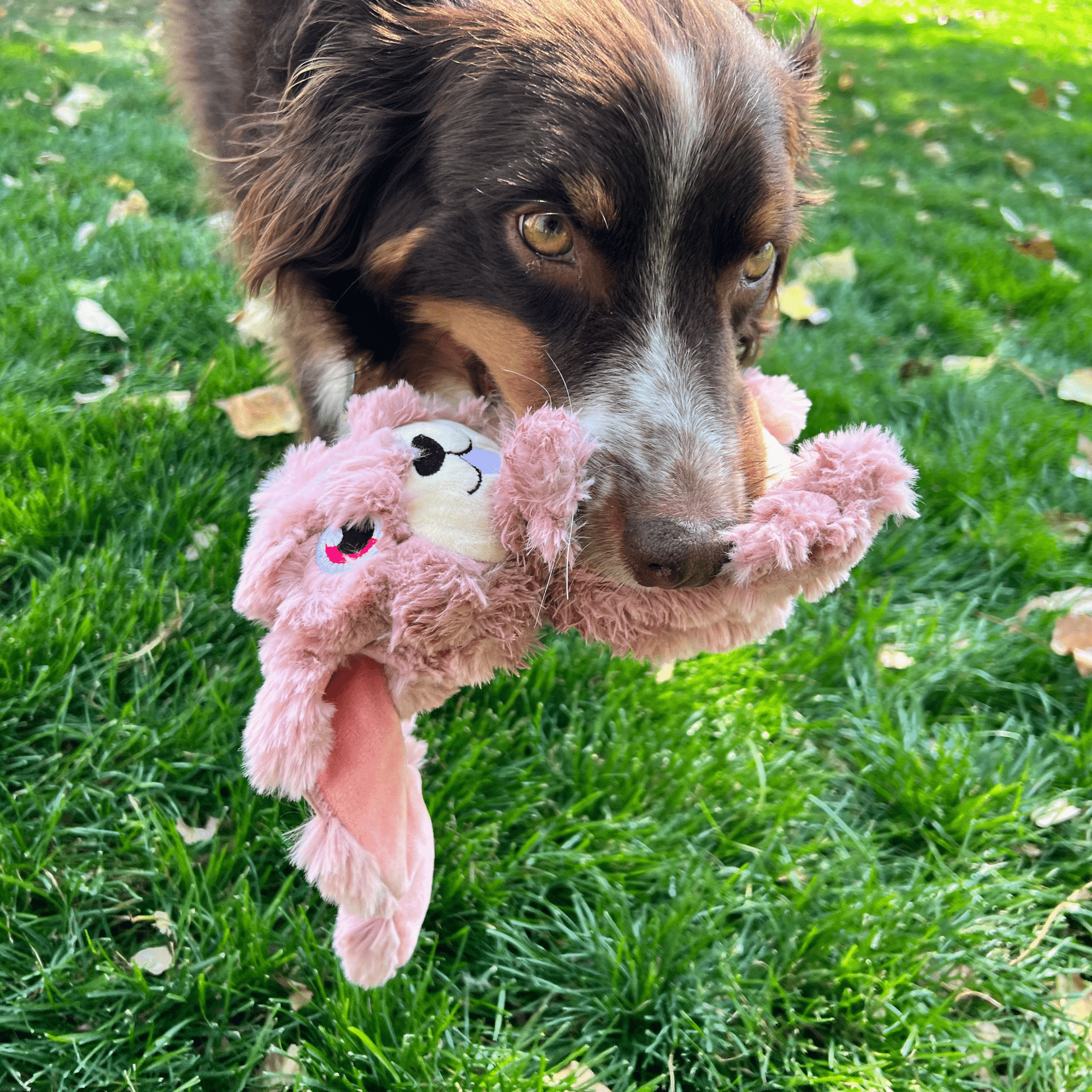 KONG® Scrumplez Bunny - Le Royaume de Lecki