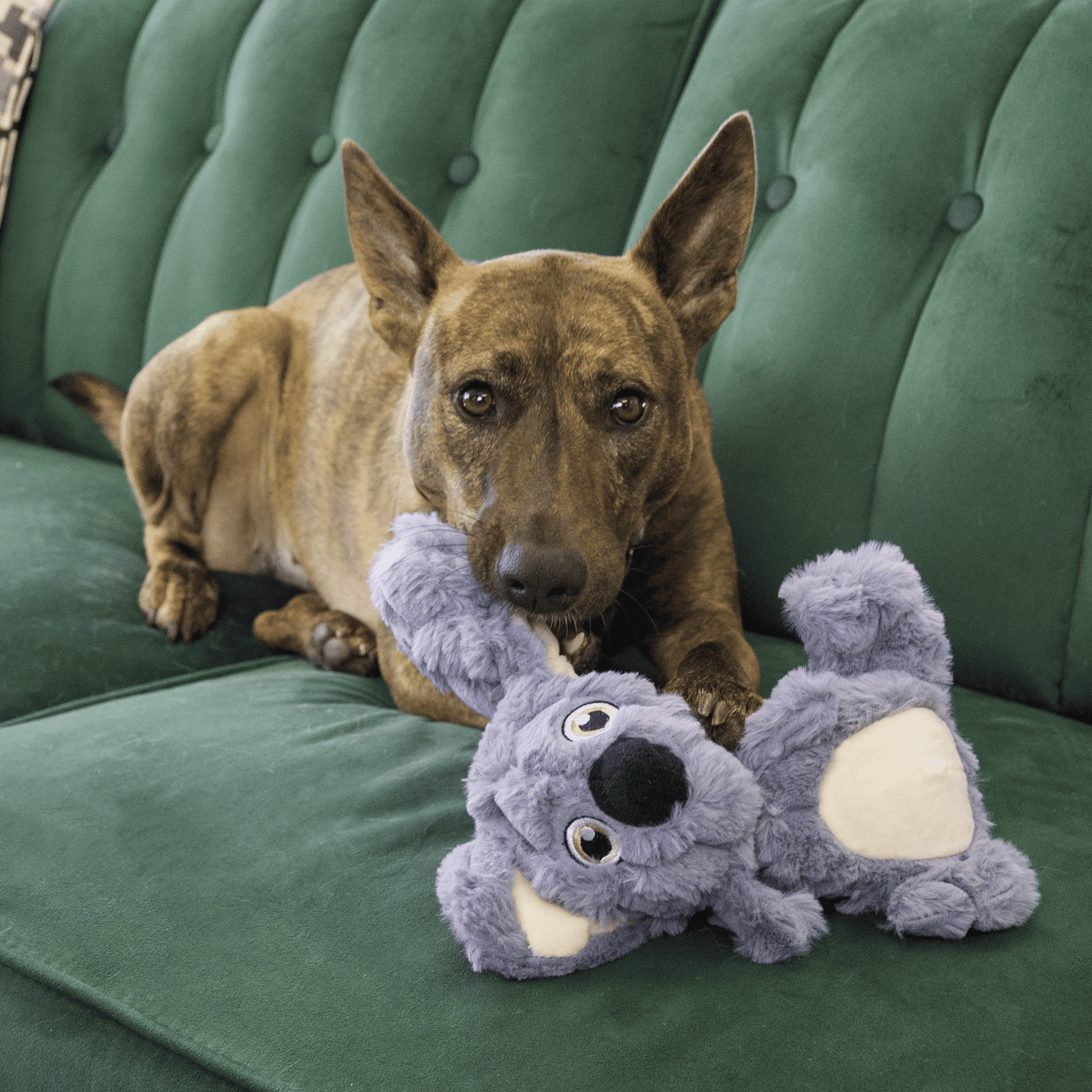 KONG® Scrumplez Koala - Le Royaume de Lecki