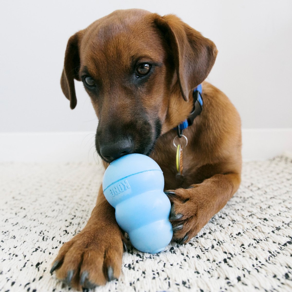 KONG® Snacks pour Chiot - Le Royaume de Lecki