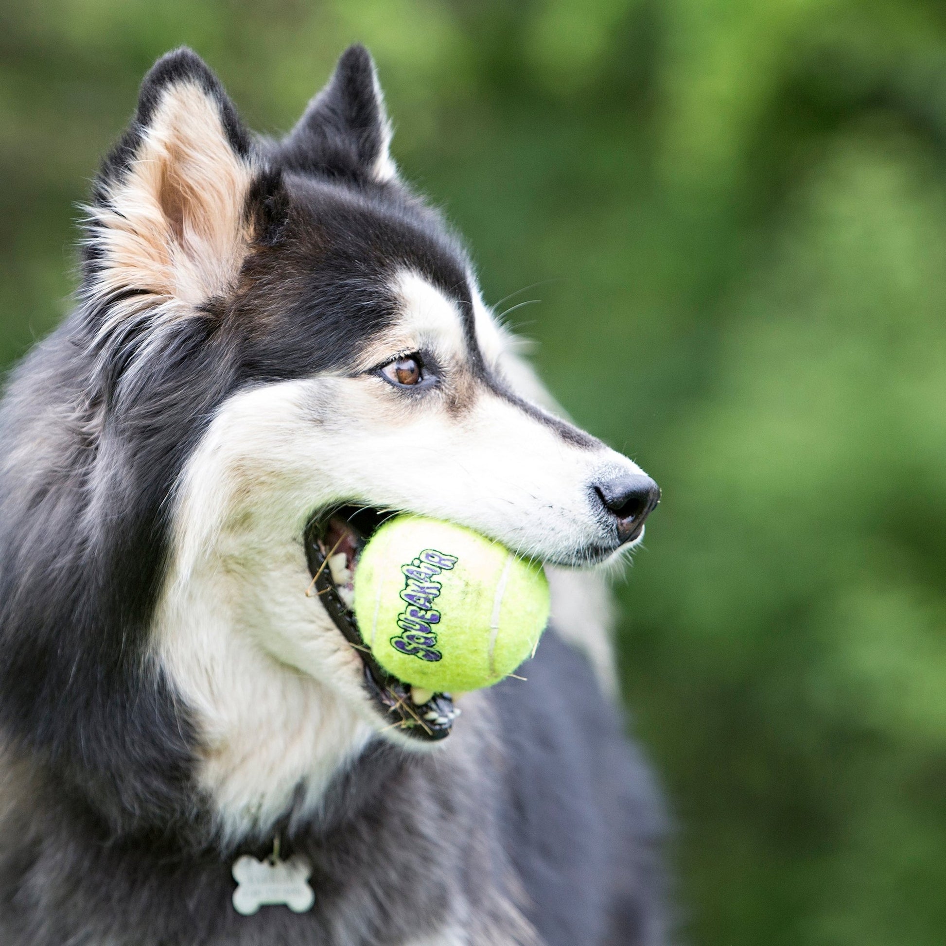 KONG® SqueakAir Ball Corde - Le Royaume de Lecki