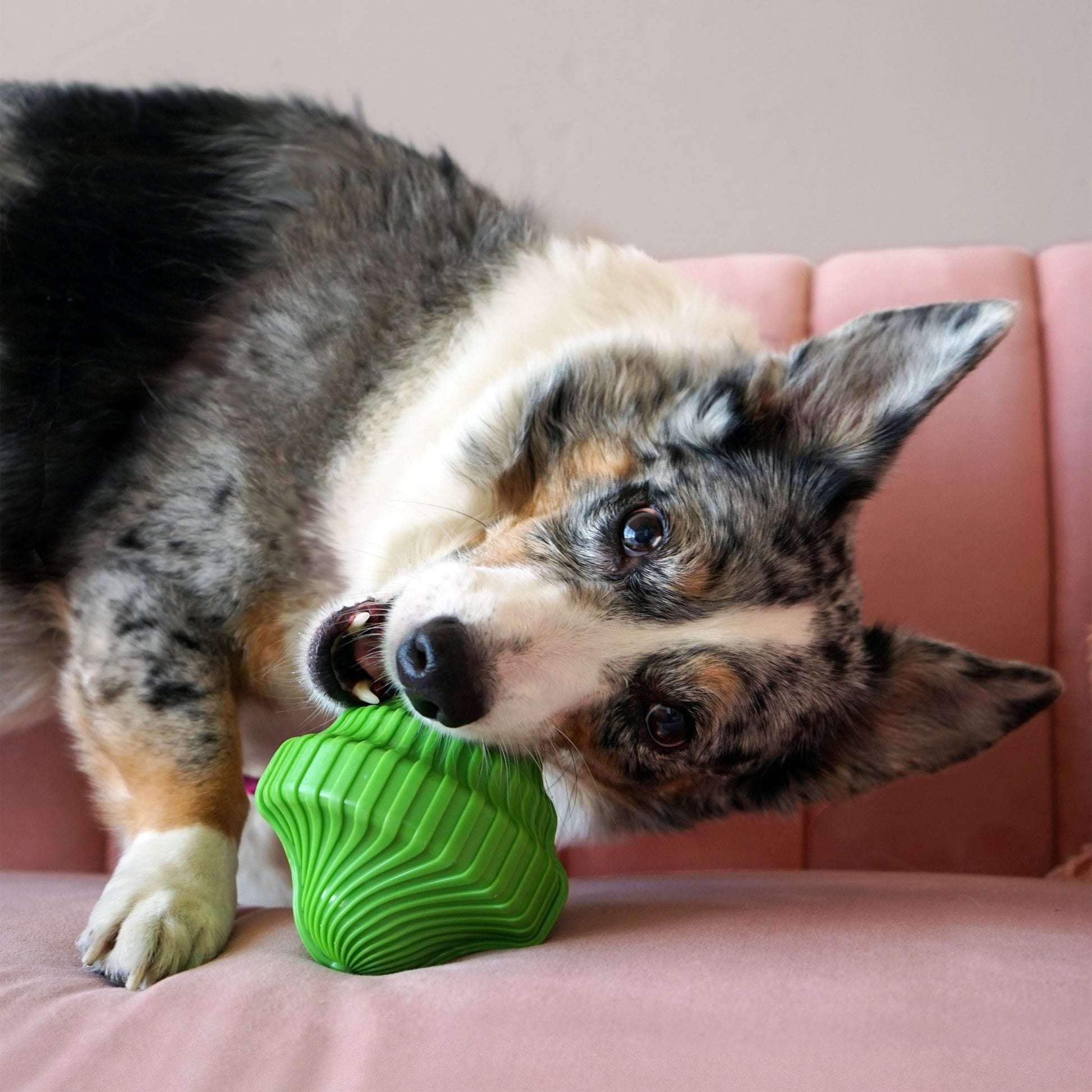 KONG® Squeezz Orbitz Ball - Le Royaume de Lecki