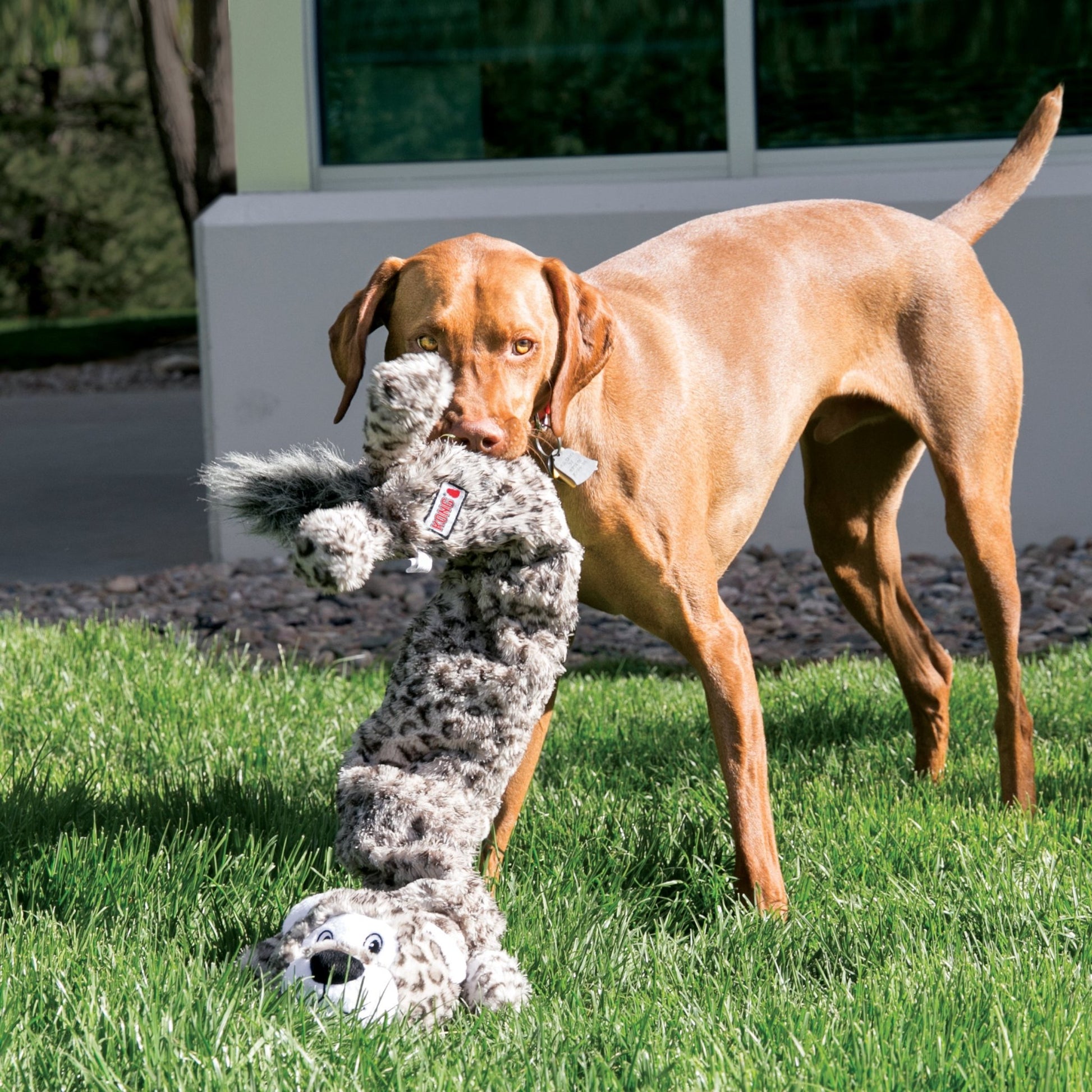 KONG® Stretchezz Jumbo Snow Leopard - Le Royaume de Lecki