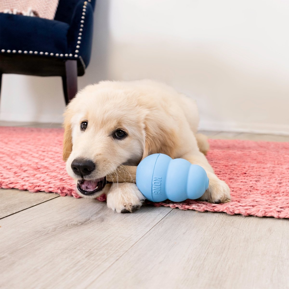 KONG® Ziggies Enhanced pour Chiot - Le Royaume de Lecki