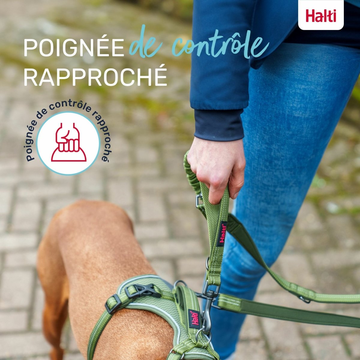 Laisse chien Anatomy Halti - Le Royaume de Lecki