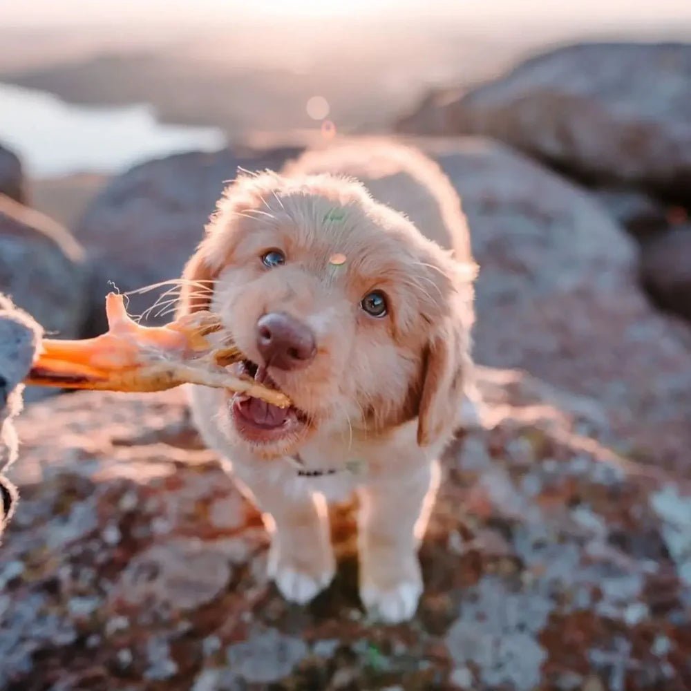 Pattes de poulet pour chien - Le Royaume de Lecki