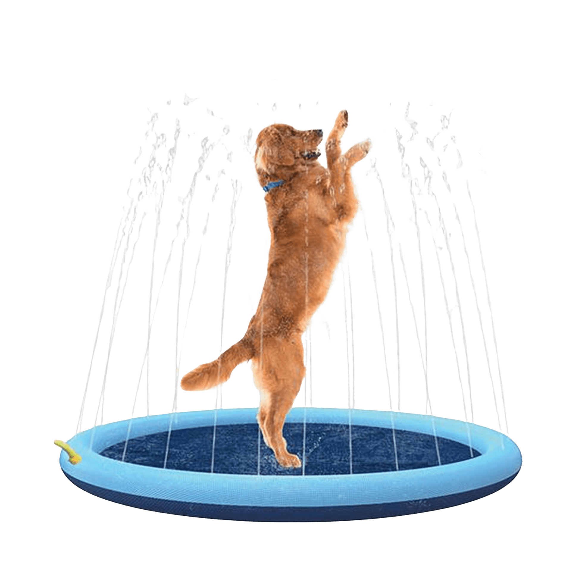 Piscine à jet pour chiens - Le Royaume de Lecki