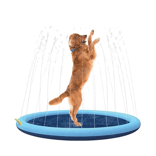 Piscine à jet pour chiens - Le Royaume de Lecki