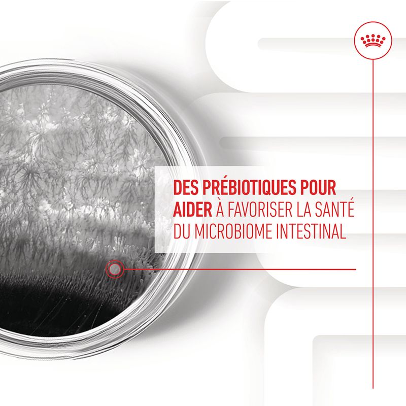 ROYAL CANIN® Adult Digestion Chews - Le Royaume de Lecki