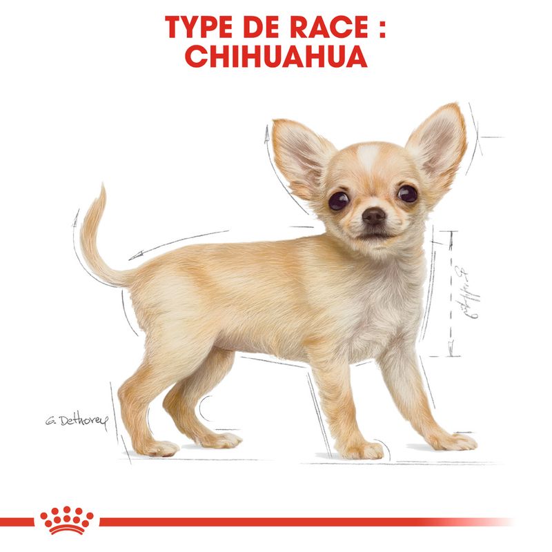 ROYAL CANIN® Chihuahua Puppy - Le Royaume de Lecki