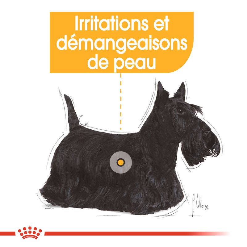ROYAL CANIN® Dermacomfort Mousse - Le Royaume de Lecki
