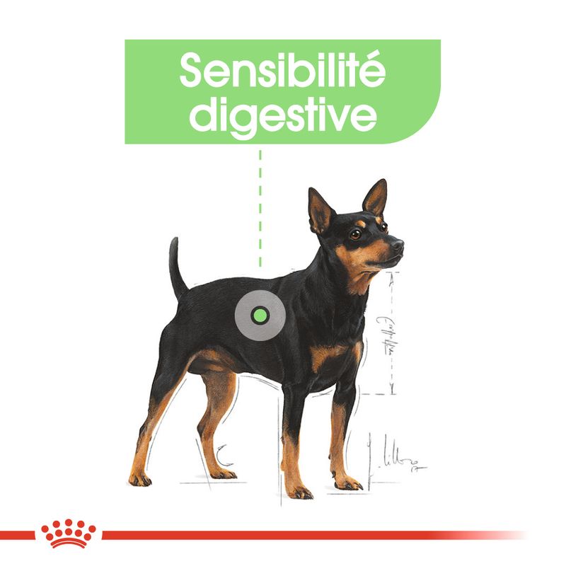 ROYAL CANIN® Digestive Care Mousse - Le Royaume de Lecki