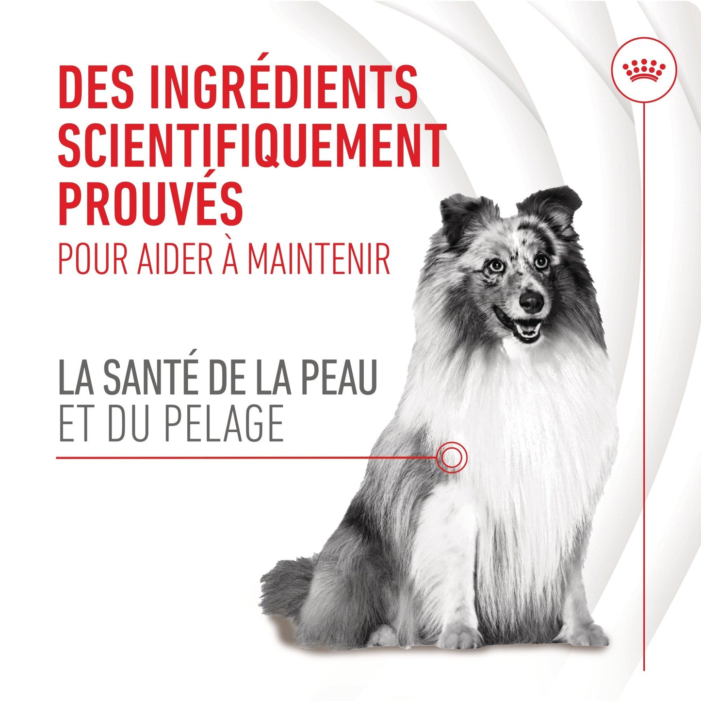 ROYAL CANIN® Skin & Coat Adult Chews - Le Royaume de Lecki