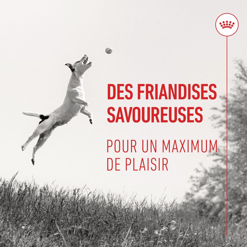 ROYAL CANIN® Training Treats - Le Royaume de Lecki