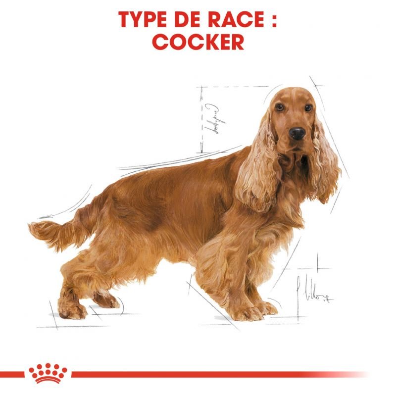 ROYAL CANIN® Cocker Adult - Le Royaume de Lecki