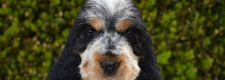 ➡️ Croquettes - Le Royaume de Lecki