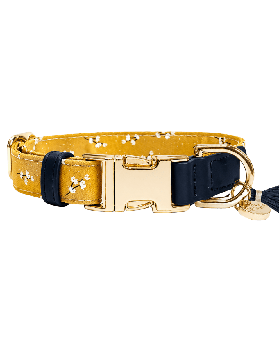 Collier chien July - Le Royaume de Lecki