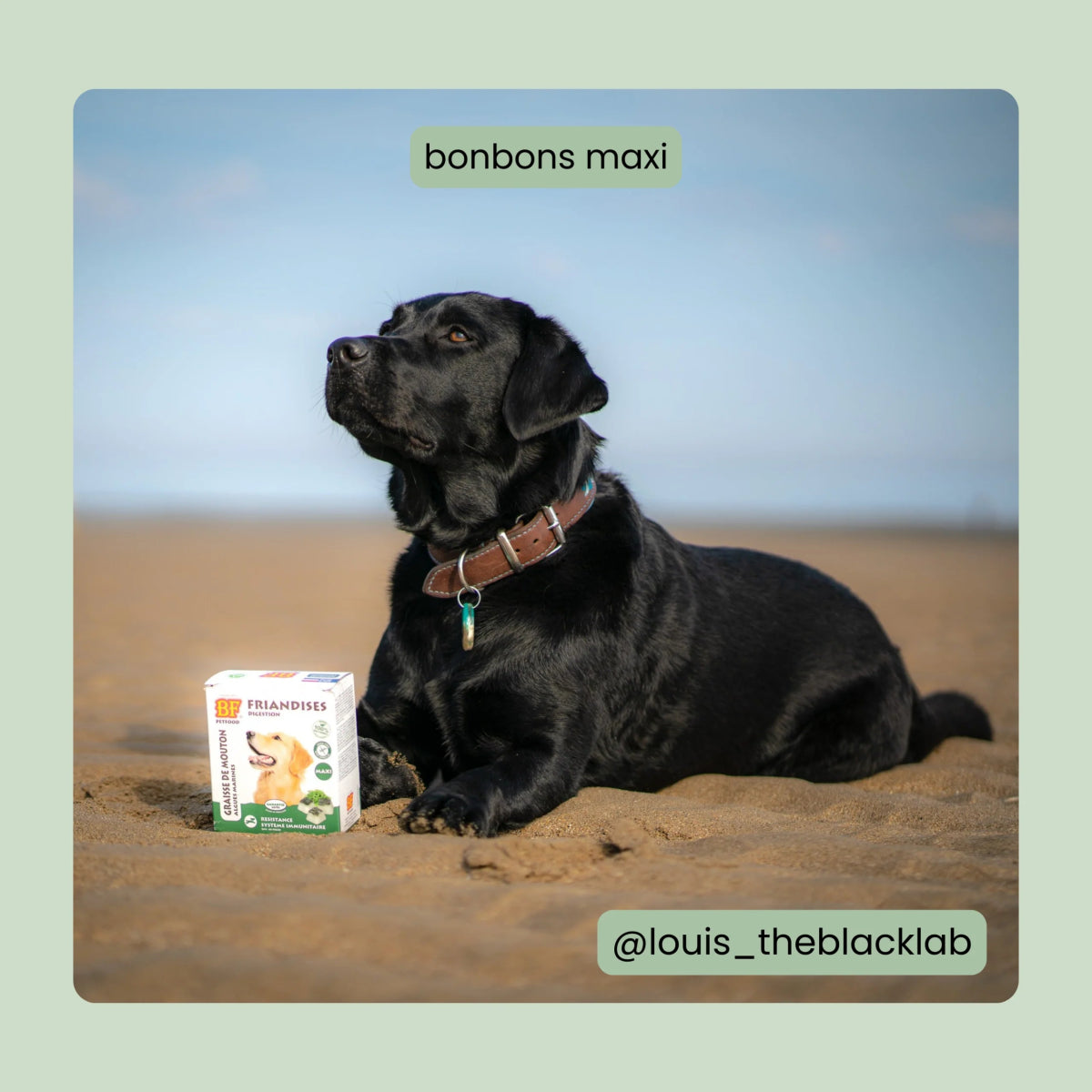 Friandises Digestion BF®Petfood - Le Royaume de Lecki