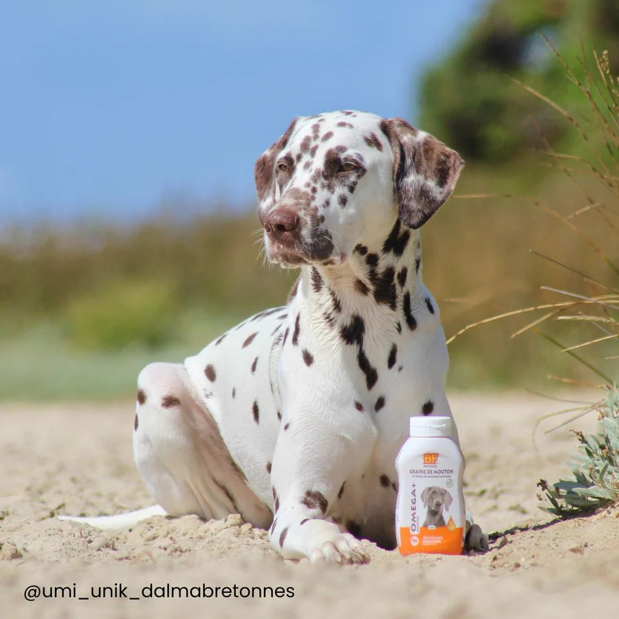 Graisse de mouton BF®Petfood - Le Royaume de Lecki