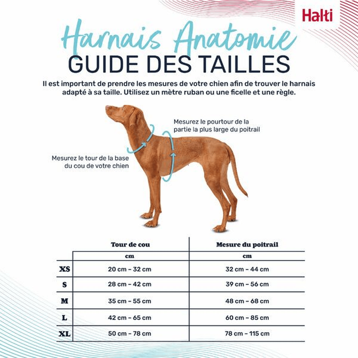 Harnais chien Anatomy Halti - Le Royaume de Lecki