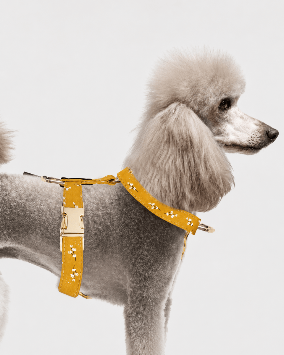Harnais chien Starps July - Le Royaume de Lecki