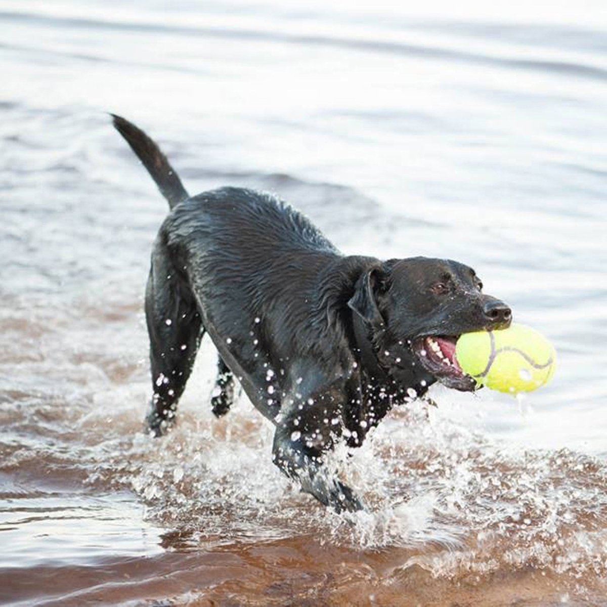 KONG® AirDog Squeaker Rugby - Le Royaume de Lecki