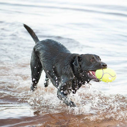 KONG® AirDog Squeaker Rugby - Le Royaume de Lecki