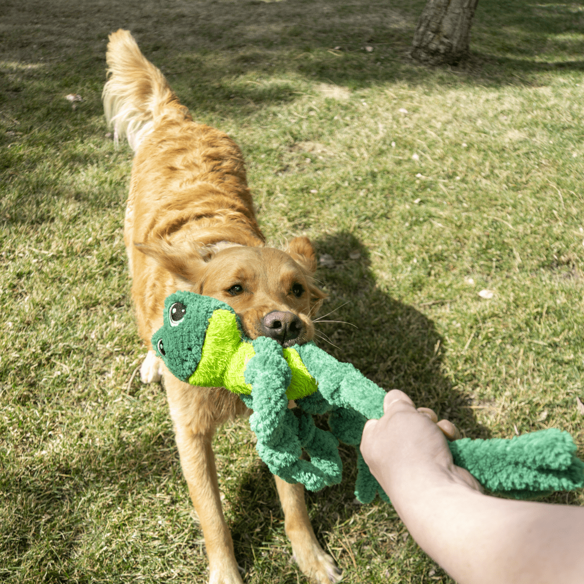 KONG® Knots Grenouille - Le Royaume de Lecki