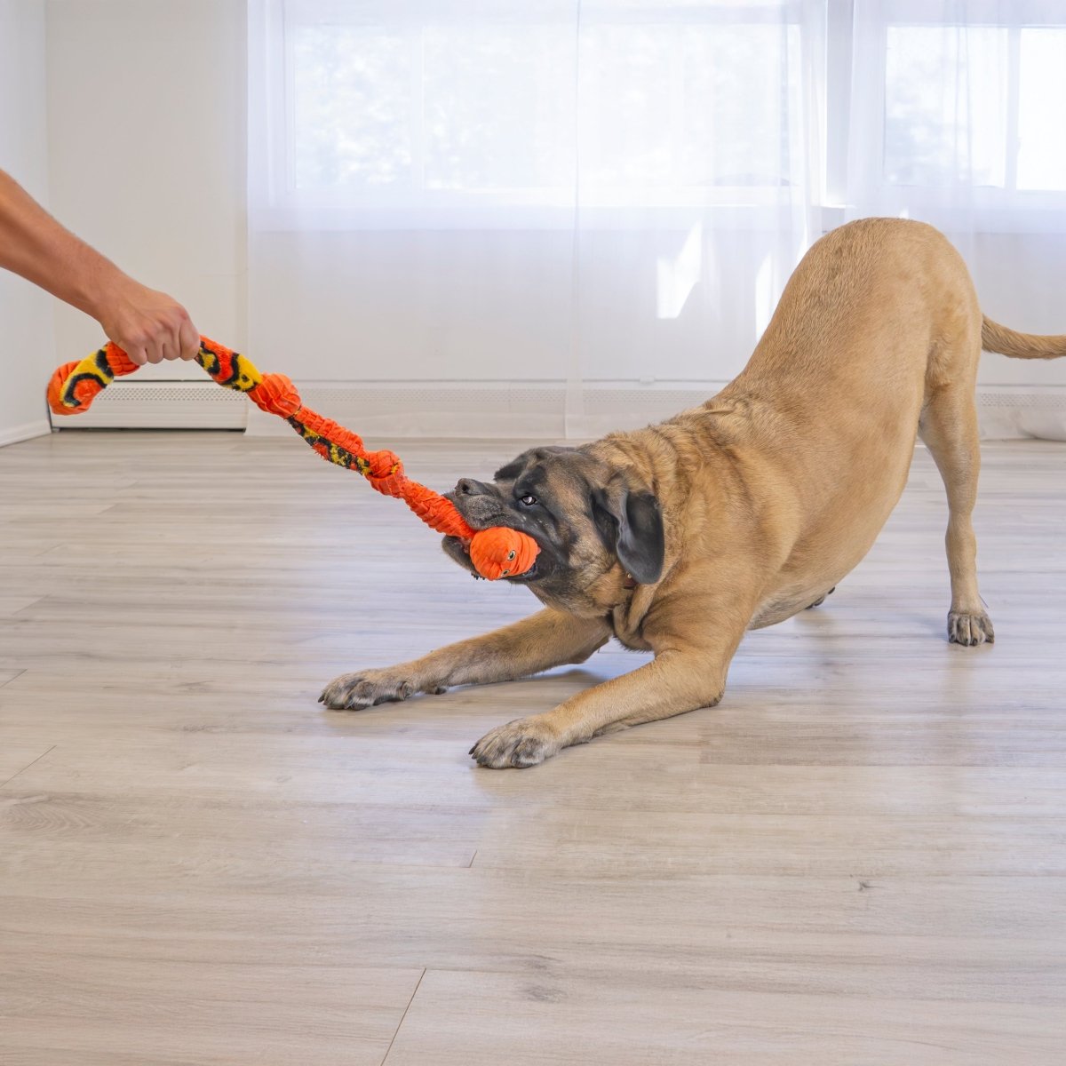 KONG® Knots Snake - Le Royaume de Lecki