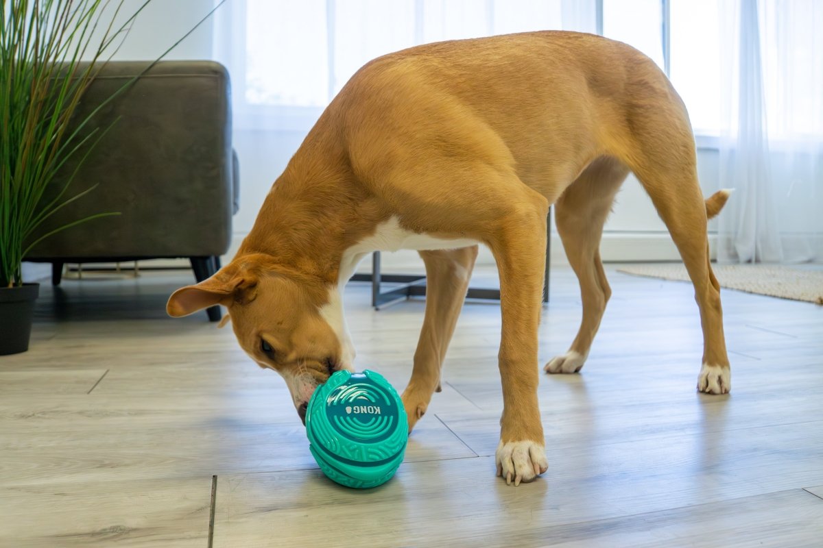 KONG® Licks Rewards - Le Royaume de Lecki