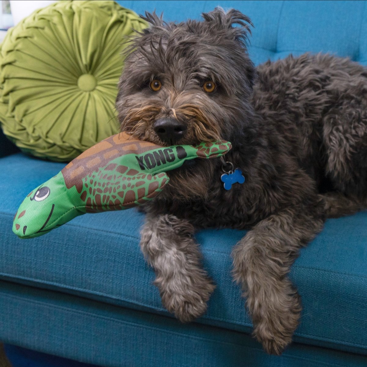 KONG® Maxx Tortue - Le Royaume de Lecki