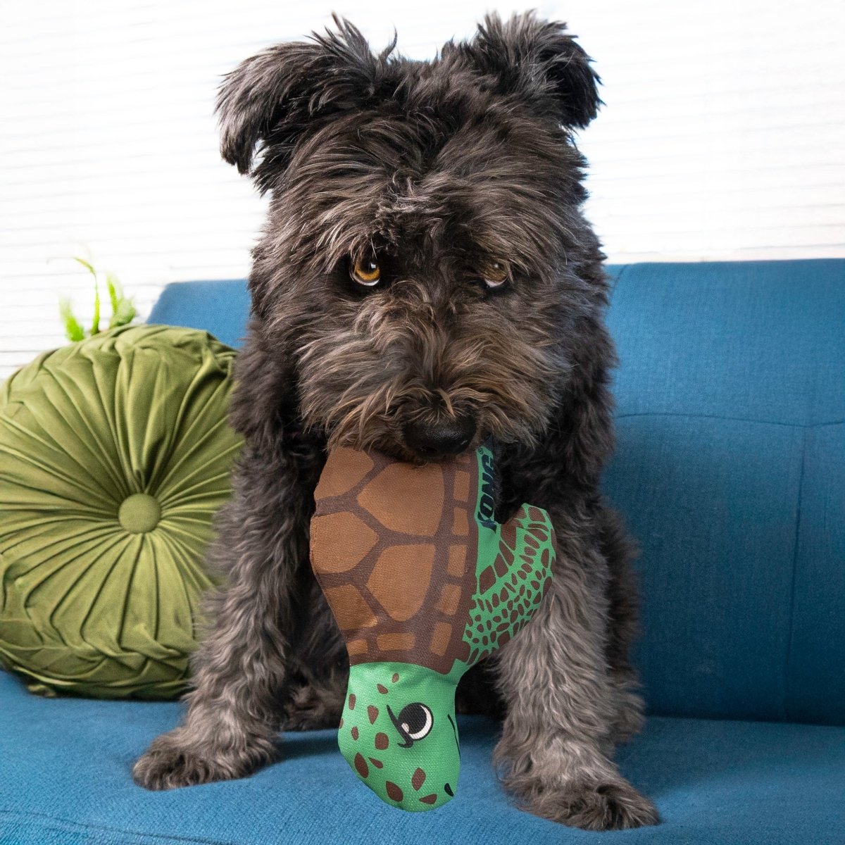 KONG® Maxx Tortue - Le Royaume de Lecki