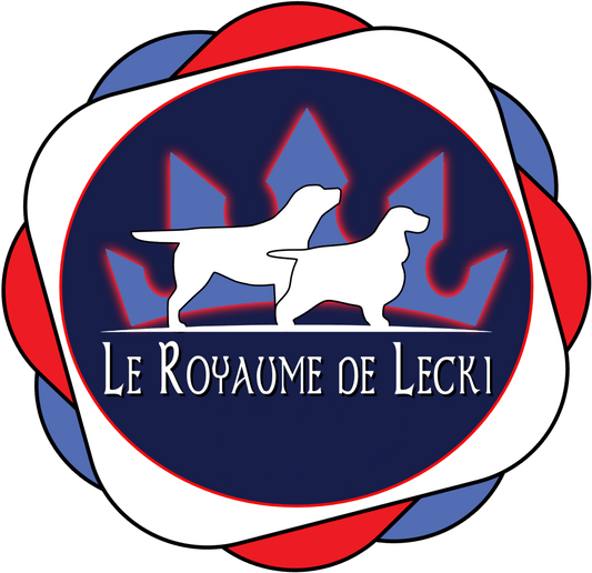 🐶 Labrador Retriever Adulte - Le Royaume de Lecki