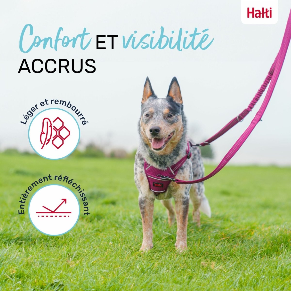 Laisse chien Anatomy Halti - Le Royaume de Lecki