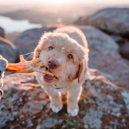 Pattes de poulet pour chien - Le Royaume de Lecki