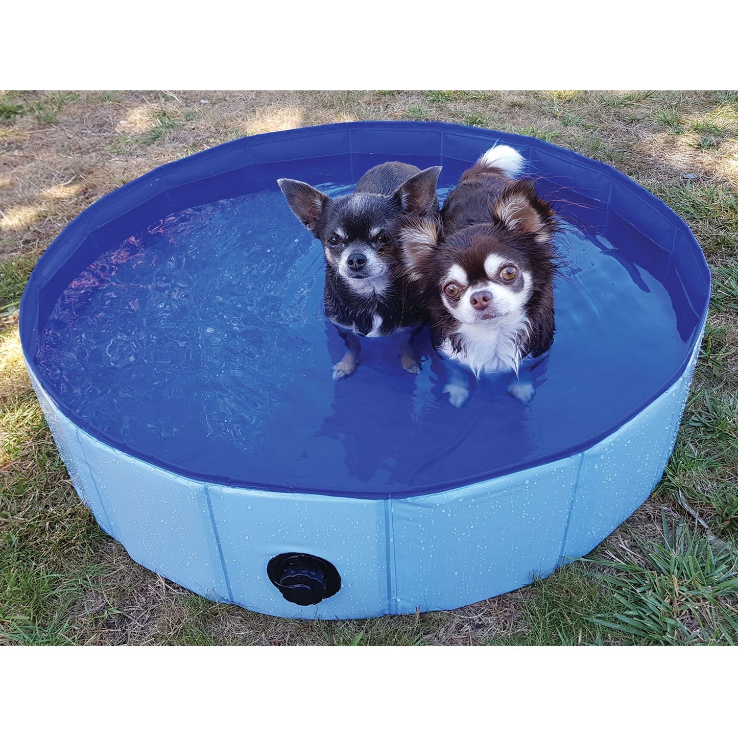 Piscine pour chien - Le Royaume de Lecki