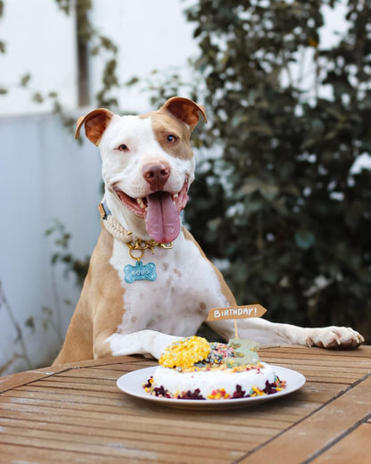 Préparation gâteau Crevettes Cooka's Cookies - Le Royaume de Lecki