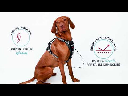 Anatomy Halti Hundegeschirr 