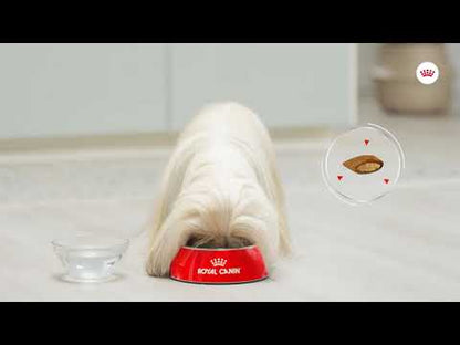 ROYAL CANIN® Anspruchsvoller Schaum 