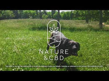 10% PROTECT+ CBD oil for dogs 