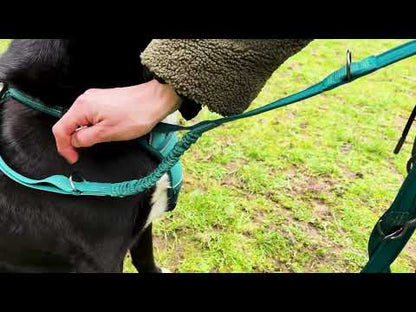 Anatomy Halti dog leash 