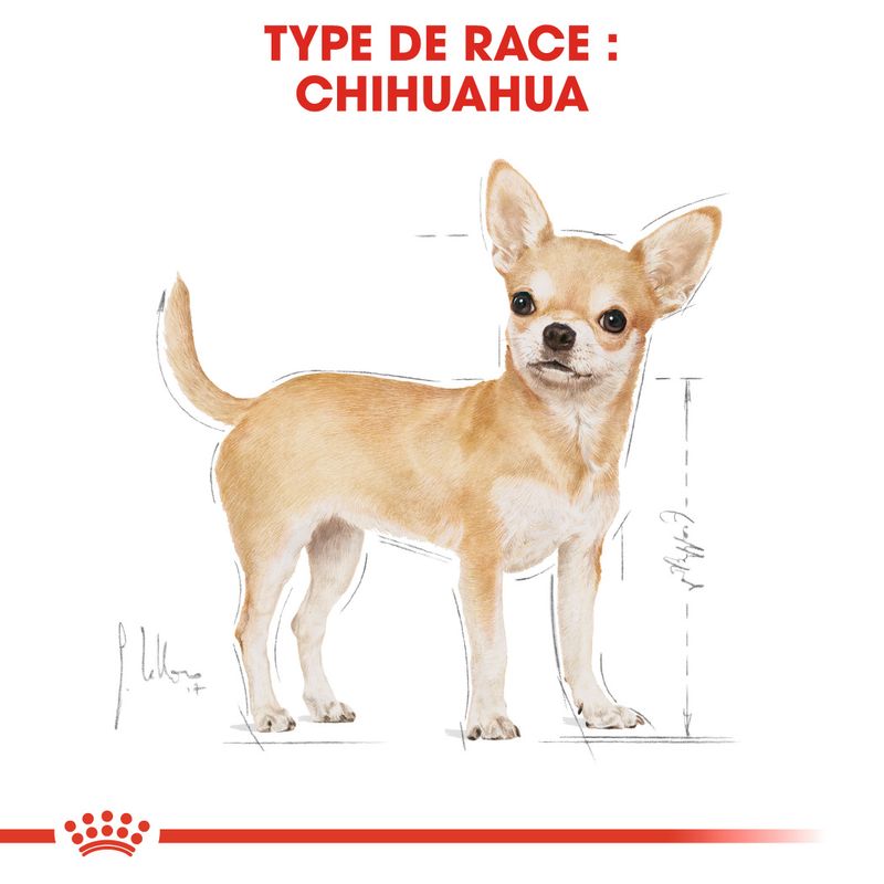 ROYAL CANIN® Chihuahua Adult - Le Royaume de Lecki