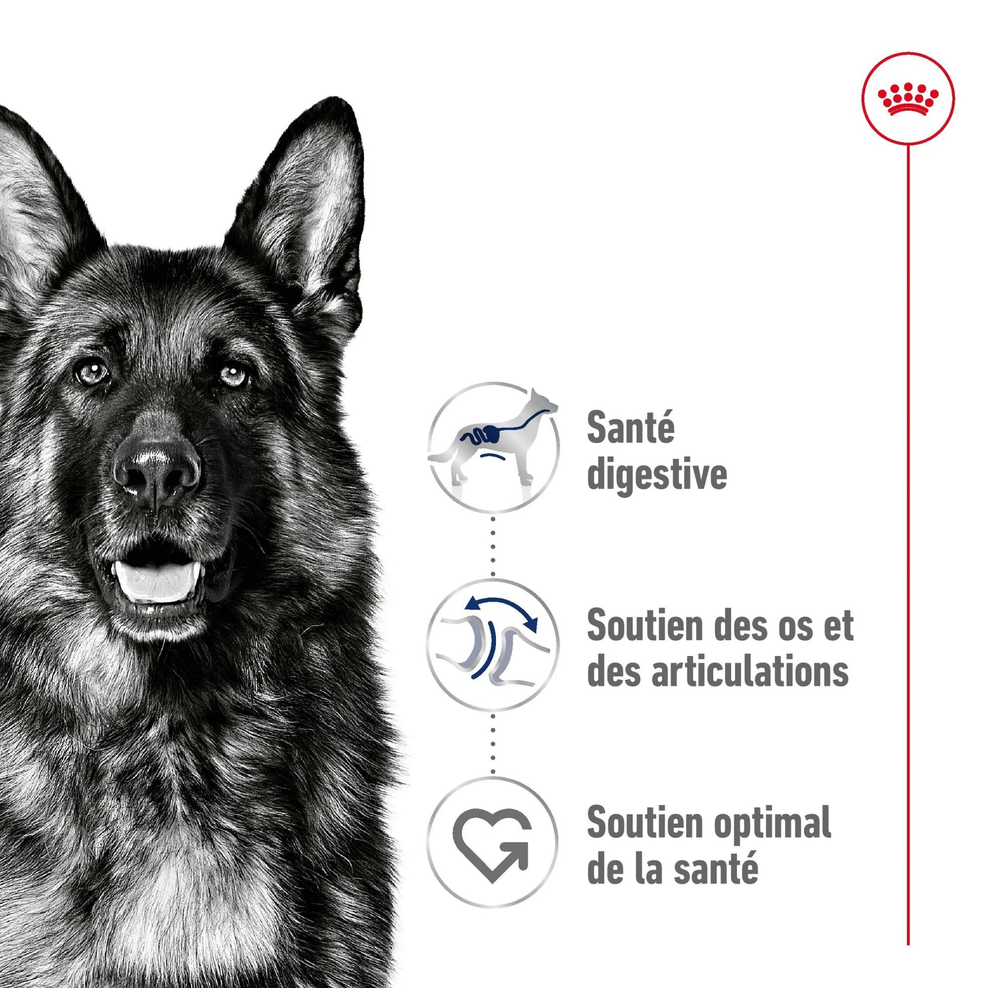 ROYAL CANIN® Maxi Adult Mousse - Le Royaume de Lecki